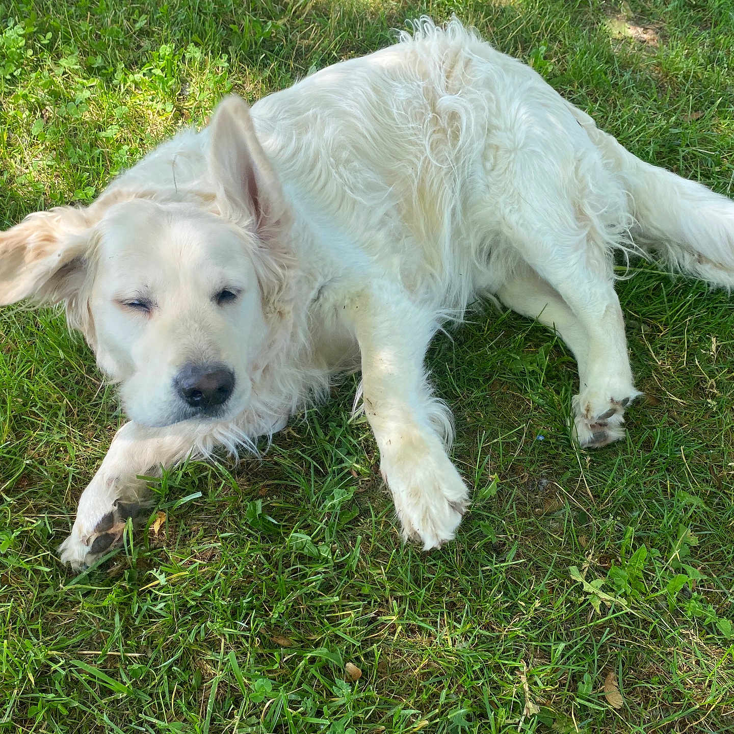 Rémus participe au concours pour gagner de l'argent avec cette photo : adorable, animal, canine, daylight, dog, floppy_ear, friendly, fur, grass, greenery, lying_down, mammal, nature, outdoor, pet, playful, relaxed, sleeping, sunlight, white_dog