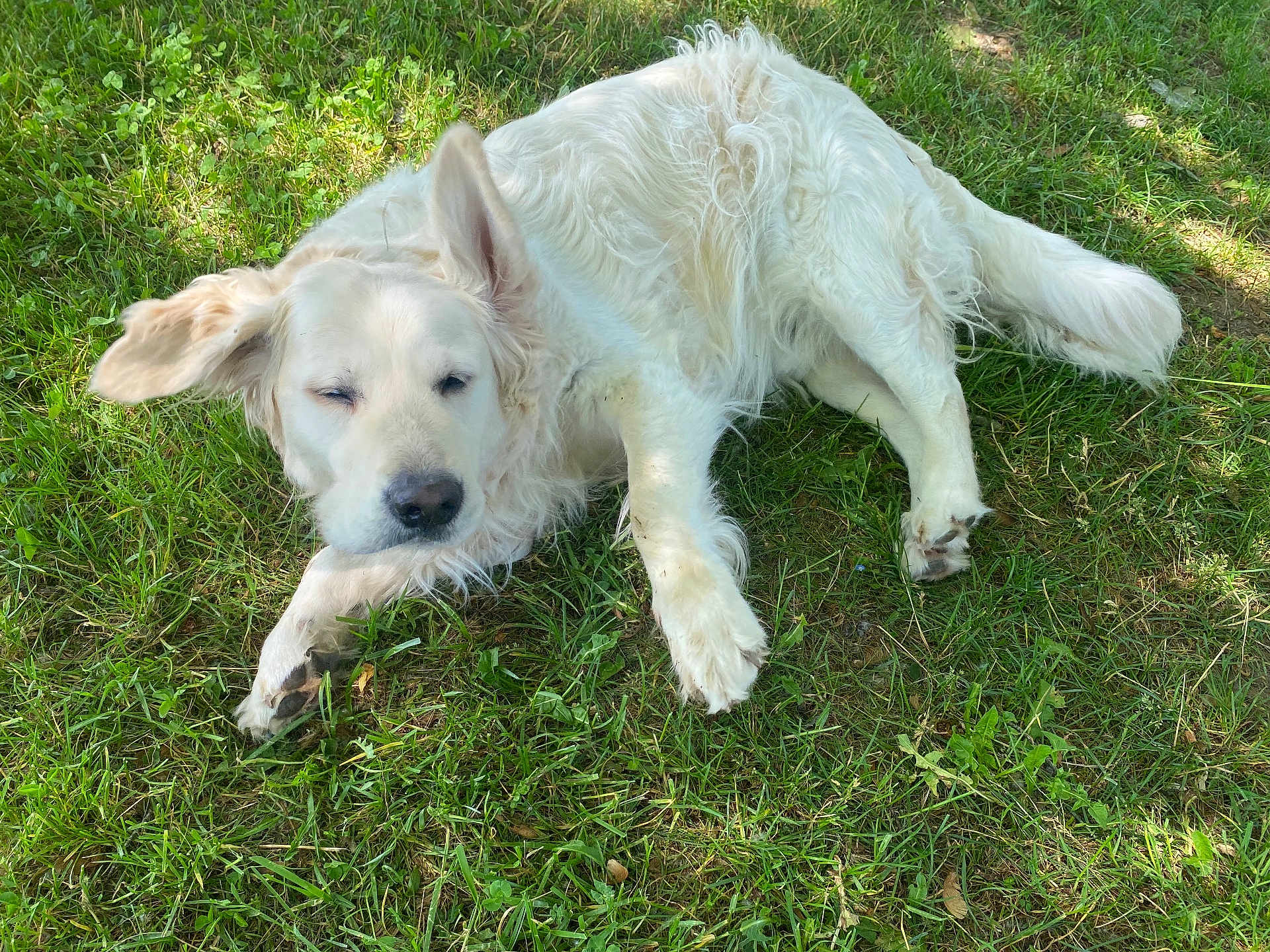 Rémus participe au concours pour gagner de l'argent avec cette photo : dog, white_dog, grass, outdoor, pet, animal, lying_down, floppy_ear, sleeping, sunlight, nature, canine, mammal, fur, relaxed, friendly, daylight, greenery, playful, adorable