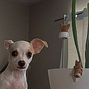 Noor is registered to the contest to win money with this photo: animal_figurine, chihuahua, curious, cute, decor, dog, domestic, ears, eyes, flower_pot, green_plant, home, indoor, pet, plant, puppy, small_dog, table, wooden_surface, young