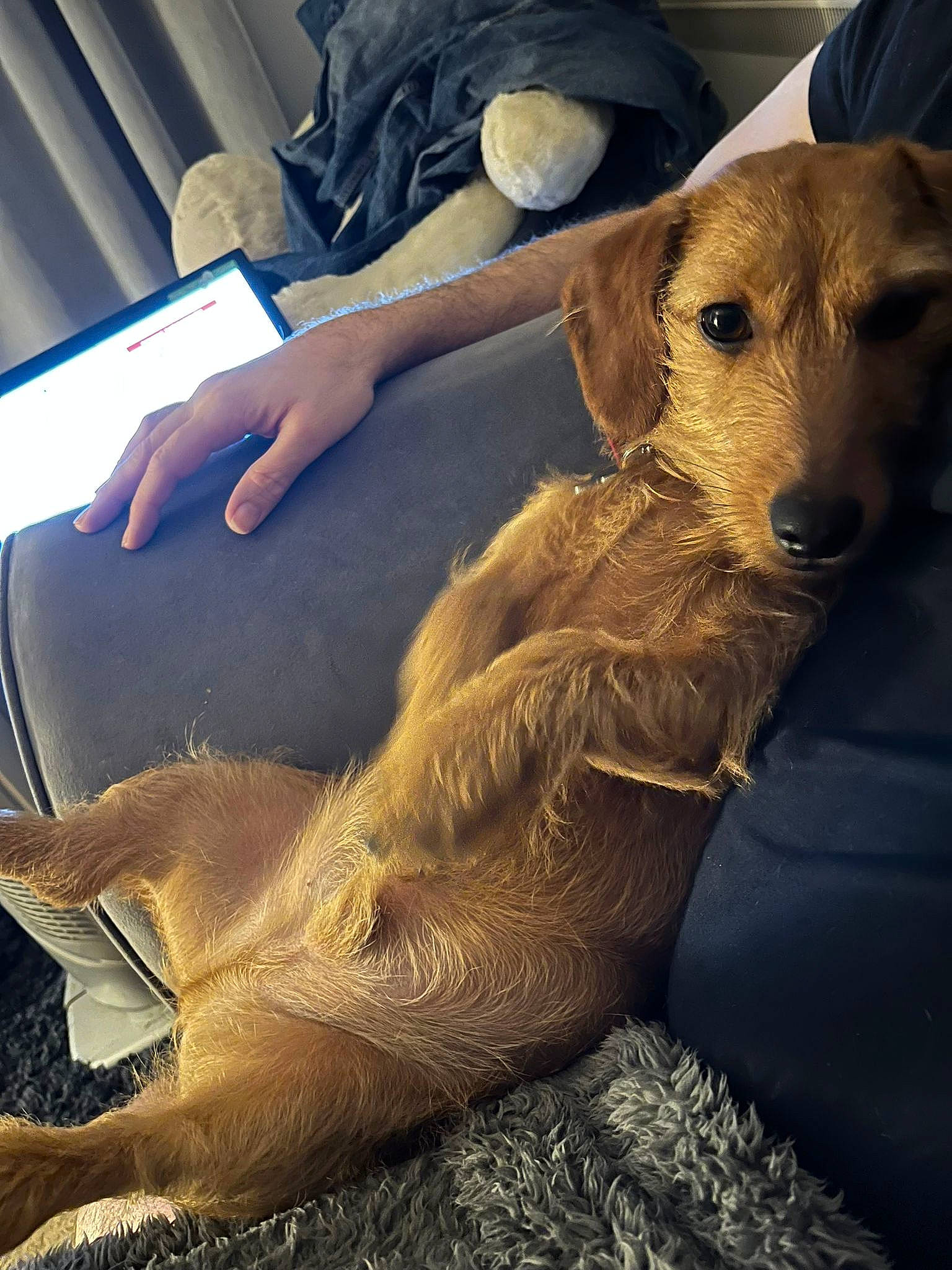 Rolo is registered to the contest to win money with this photo: canidae, carnivore, comfort, companion_dog, dog, dog_breed, dog_collar, fawn, fur, hat, human_leg, metal, paw, selfie, snout, sporting_group, tail, vehicle_door, whiskers, working_animal