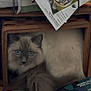 animal, bag, blue_eyes, cat, closeup, clutter, cozy, curious, cute, feline, fluffy, fur, home, indoor, magazines, papers, pet, relaxed, resting, wooden_box