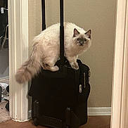 Loki joined the competition — help win amazing prizes! animal, blue_eyes, cat, curious, domestic, doorframe, feline, fluffy, handle, hardwood_floor, home, indoor, luggage, pet, rolling_suitcase, standing, suitcase, travel, wall, zipper