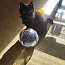 animal, black_cat, cat, collar, crystal_ball, home, indoors, lying_down, pet, pointed_ears, portrait, rainbow_reflection, shadow, sitting, sunbeam, sunlight, tile_floor, toy, whiskers, yellow_toy