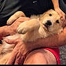 dog, puppy, person, arms, indoor, carpet, black_shirt, red_shorts, bookshelf, furniture, pet, cute, fluffy, holding, relaxed, looking, face, legs, hands, home