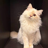 Arès participe au concours pour gagner de l'argent avec cette photo : animal, cat, close_up, cream_color, curious, cute, domestic_cat, feline, fluffy, furry, head_tilt, indoor, one-eyed, pet, portrait, single_subject, sitting, soft_fur, whiskers, wooden_box
