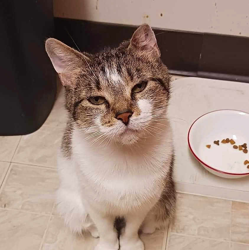 Lulu