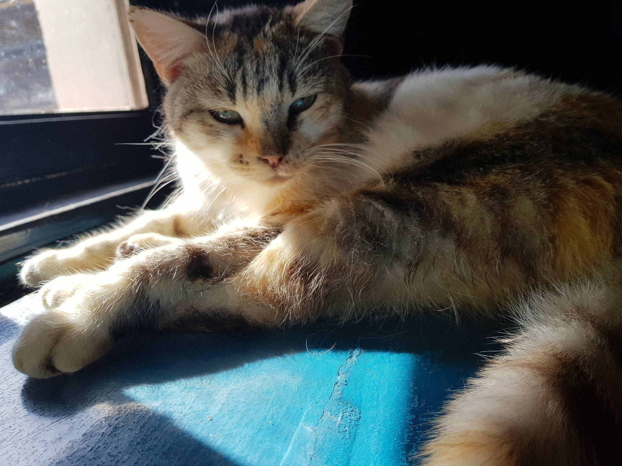 Arwen participe au concours pour gagner de l'argent avec cette photo : aegean_cat, asian, carnivore, cat, claw, domestic_short_haired_cat, dragon_li, european_shorthair, fawn, felidae, fur, kitten, mammal, paw, polydactyl_cat, small_to_medium_sized_cats, somali, tabby_cat, whiskers