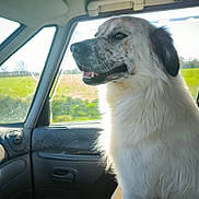 Heyden participe au concours pour gagner de l'argent avec cette photo : dog, white_dog, car_interior, passenger_seat, window, sunlight, green_field, happy, fluffy, pet, animal, sitting, side_view, daylight, domestic_animal, looking_out_window, fur, vehicle, travel, relaxed