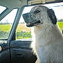 dog, white_dog, car_interior, passenger_seat, window, sunlight, green_field, happy, fluffy, pet, animal, sitting, side_view, daylight, domestic_animal, looking_out_window, fur, vehicle, travel, relaxed
