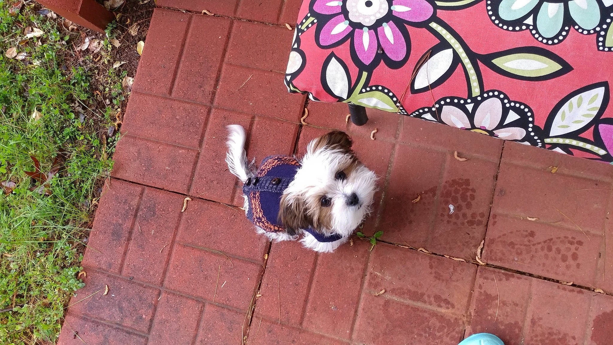 Juji joined the competition — help win amazing prizes! art, carnivore, companion_dog, dog, dog_breed, dog_clothes, dog_supply, fawn, flooring, flower, grass, line, pattern, plant, road_surface, sidewalk, small_terrier, snout, toy_dog, working_animal