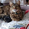 Minnie a rejoint le concours — aidez-le/la à gagner de superbes lots ! cat, tabby, fluffy, green_eyes, pet, indoor, quilt, floral_pattern, curious, feline, whiskers, ears, collar, cozy, home, curtains, couch, resting, animal, domestic