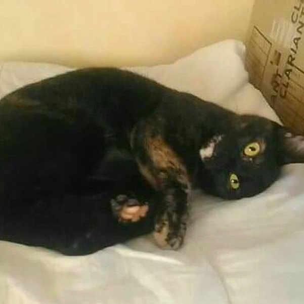 Nala