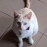 cat, white_cat, blue_eyes, collar, pet, animal, feline, curious, indoor, floor_tiles, sitting, looking_up, whiskers, tail, ears, cute, domestic_cat, companion, alert, small_pet