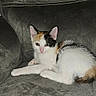 Maya participe au concours pour gagner de l'argent avec cette photo : kitten, calico, cat, pet, animal, feline, indoor, couch, furniture, resting, cute, small, young, whiskers, ears, fur, domestic, cozy, relaxed, portrait