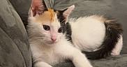 Maya a rejoint le concours — aidez-le/la à gagner de superbes lots ! kitten, cat, calico, pet, animal, feline, cute, couch, gray, fur, domestic, resting, indoor, young, small, whiskers, ears, paws, relaxed, household