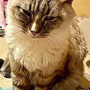 Bert is registered to the contest to win money with this photo: blanket, cat, close_up, cozy, cute, ears, face, feline, floor, fur, home, indoor, long_hair, mammal, paws, pet, portrait, sitting, tabby, whiskers