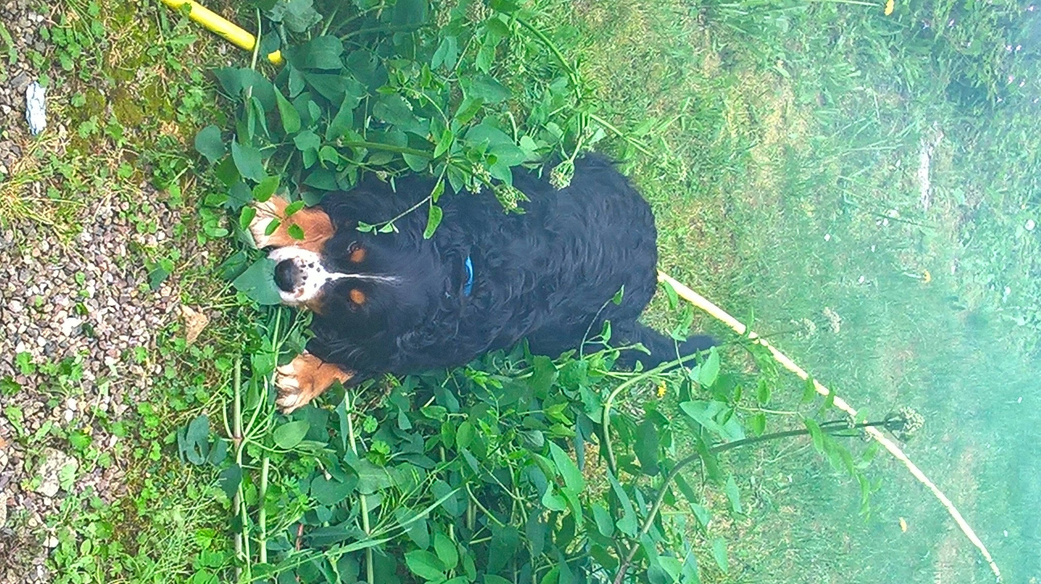 Joey a rejoint le concours — aidez-le/la à gagner de superbes lots ! carnivore, grass, grass_family, grassland, groundcover, landscape, leaf, natural_landscape, natural_material, organism, plant, shrub, soil, sporting_group, terrestrial_animal, terrestrial_plant, wildlife, working_animal