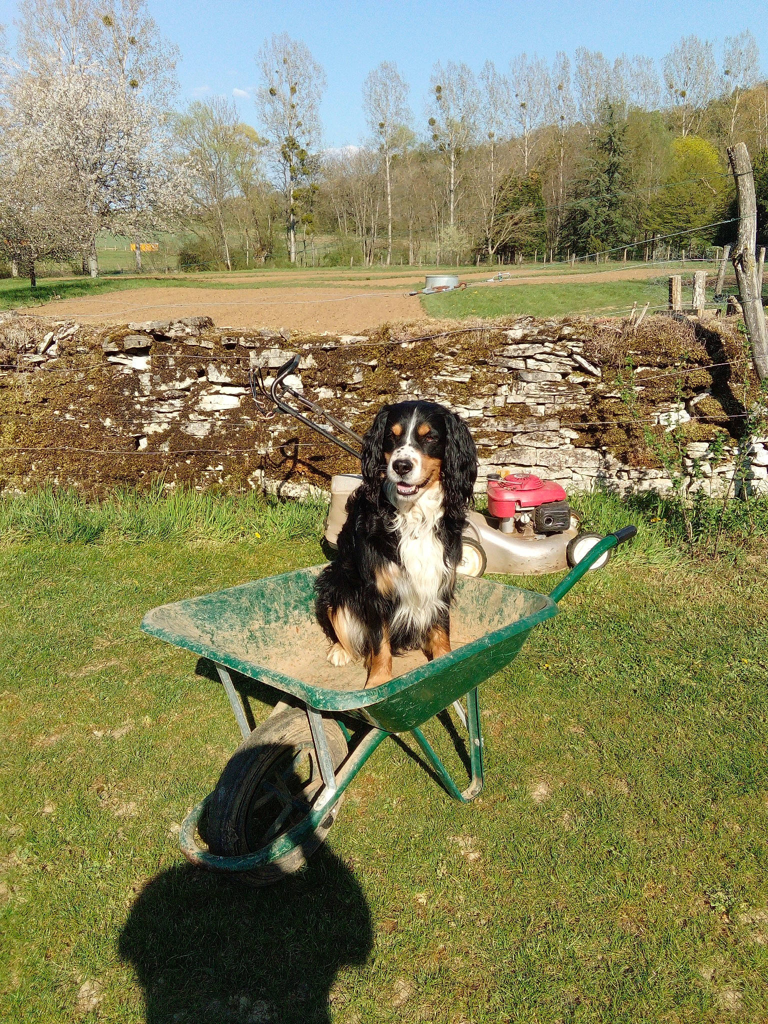 Joey participe au concours pour gagner de l'argent avec cette photo : carnivore, chair, companion_dog, dog, dog_breed, folding_chair, grass, grassland, herding_dog, lawn, leisure, meadow, outdoor_furniture, pasture, people_in_nature, plant, sky, table, tree, working_animal