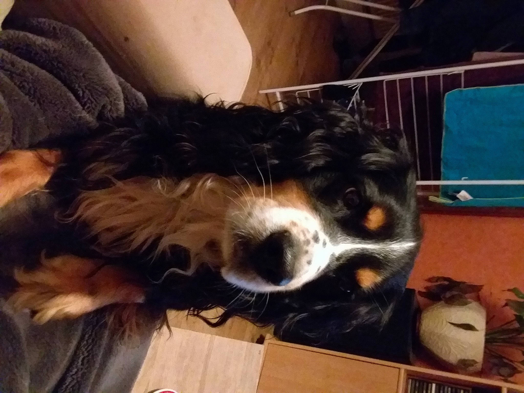 Joey a rejoint le concours — aidez-le/la à gagner de superbes lots ! bernese_mountain_dog, canidae, carnivore, cloud, comfort, companion_dog, dog, dog_breed, fur, giant_dog_breed, liver, snout, spaniel, sporting_group, square, tints_and_shades, toy_dog, whiskers, window, working_animal