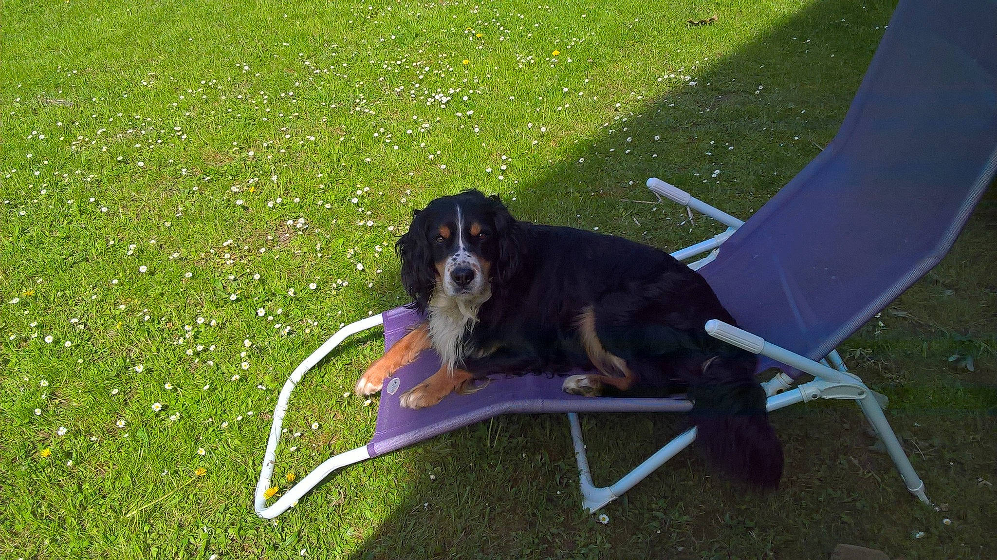 Joey participe au concours pour gagner de l'argent avec cette photo : art, canidae, carnivore, chair, companion_dog, dog, dog_breed, folding_chair, grass, grass_family, green, groundcover, lawn, leisure, outdoor_furniture, plant, recreation, sporting_group, tail, working_dog