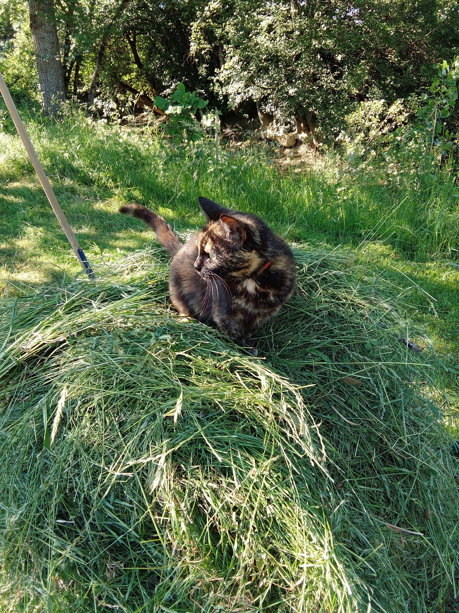 Éclair a rejoint le concours — aidez-le/la à gagner de superbes lots ! carnivore, cat, dog_breed, domestic_short_haired_cat, felidae, fur, grass, grassland, groundcover, plant, shrub, small_to_medium_sized_cats, soil, tail, terrestrial_animal, terrestrial_plant, tree, whiskers, wildlife, wood