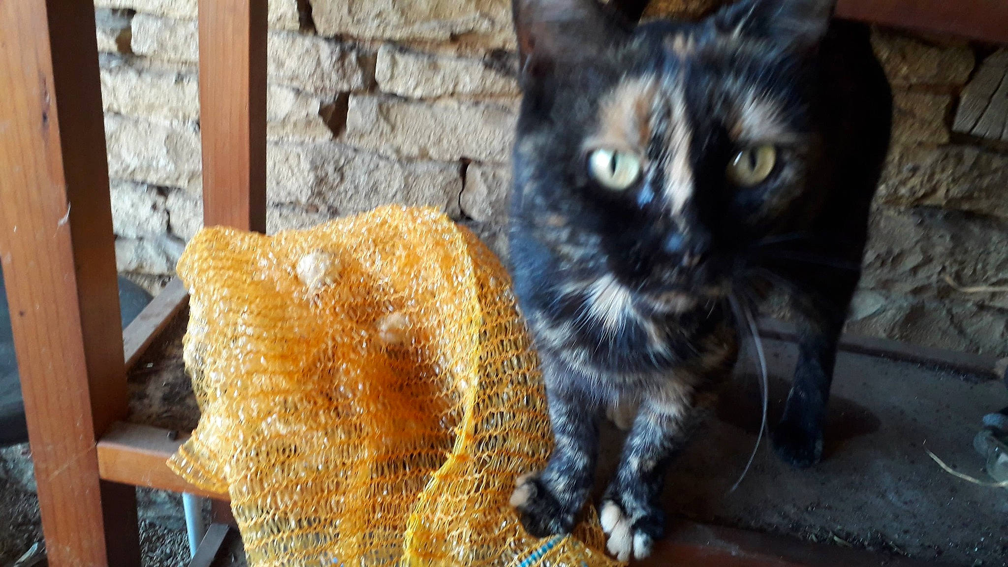 Éclair participe au concours pour gagner de l'argent avec cette photo : black_cat, carnivore, cat, cat_furniture, cat_supply, chair, claw, domestic_short_haired_cat, fawn, felidae, flooring, fur, iris, paw, small_to_medium_sized_cats, snout, tail, terrestrial_animal, whiskers, wood