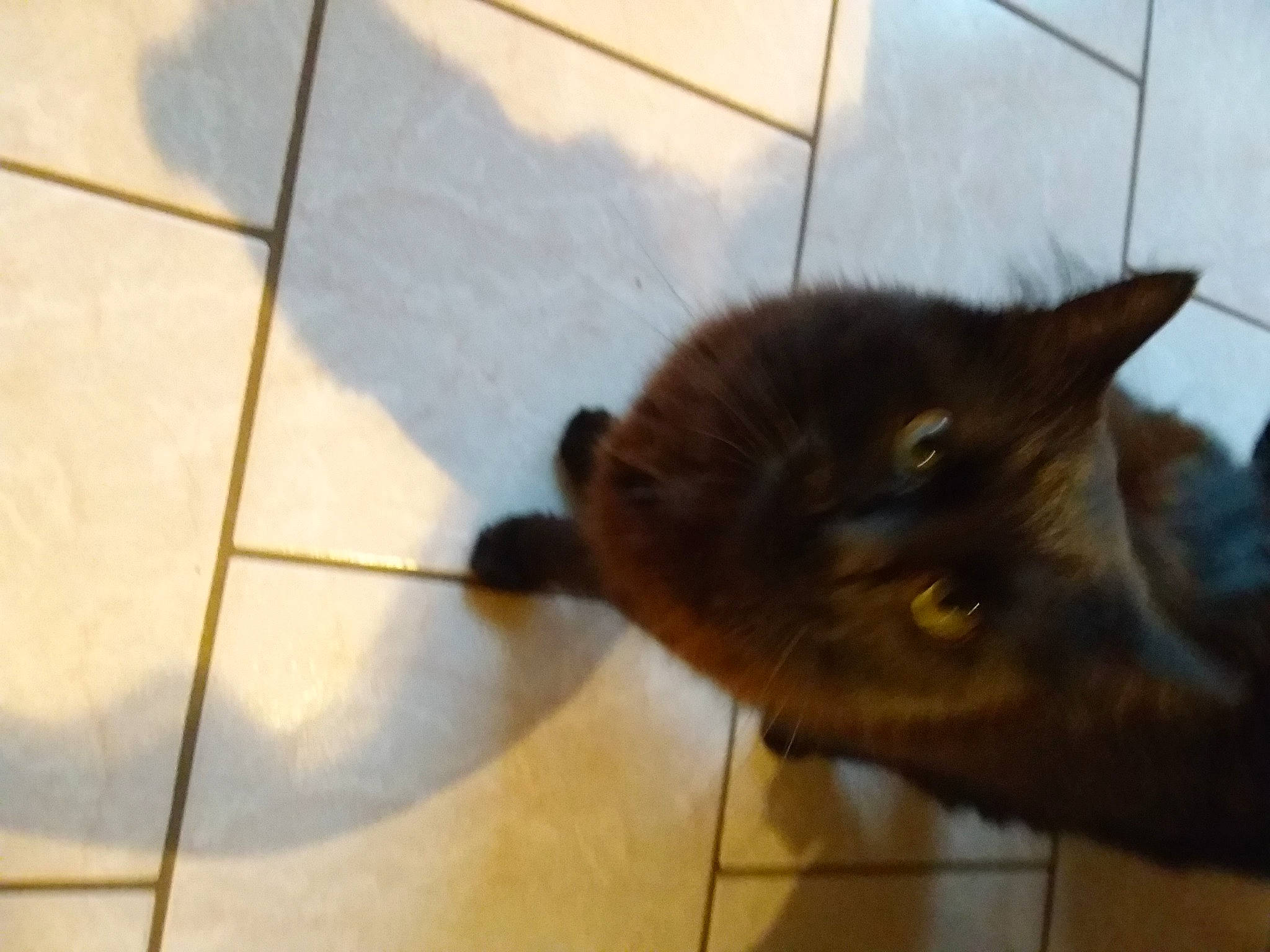 Orion participe au concours pour gagner de l'argent avec cette photo : black_cat, brown, carnivore, cat, domestic_short_haired_cat, fawn, felidae, floor, flooring, fur, hardwood, liver, mammal, small_to_medium_sized_cats, snout, tail, terrestrial_animal, tile_flooring, whiskers, wood