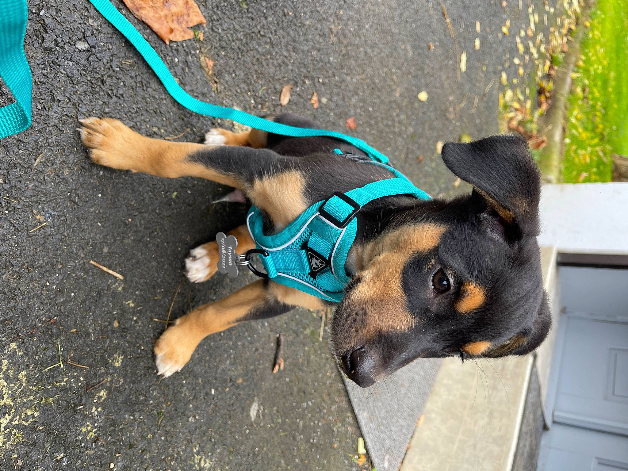 Tayson a rejoint le concours — aidez-le/la à gagner de superbes lots ! asphalt, canidae, carnivore, collar, companion_dog, dog, dog_breed, dog_collar, dog_supply, electric_blue, fawn, grass, leash, pet_supply, plant, road_surface, snout, sporting_group, working_animal, working_dog