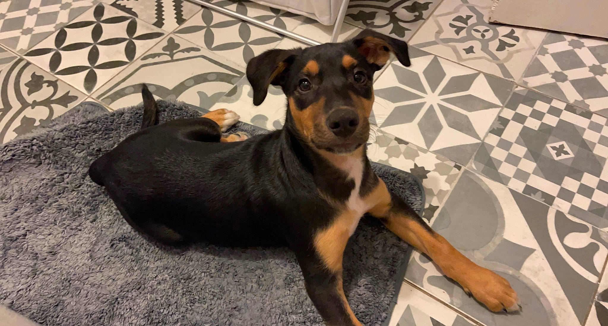 Tayson participe au concours pour gagner de l'argent avec cette photo : ancient_dog_breeds, canidae, carnivore, companion_dog, dog, dog_breed, fawn, guard_dog, pet_supply, plant, snout, sporting_group, terrestrial_animal, toy_dog, working_animal, working_dog