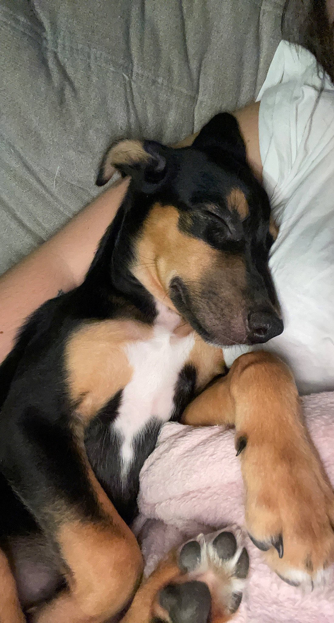 Tayson a rejoint le concours — aidez-le/la à gagner de superbes lots ! canidae, carnivore, comfort, companion_dog, dog, dog_breed, dog_supply, fawn, fur, guard_dog, paw, puppy, sporting_group, terrestrial_animal, whiskers, working_animal, working_dog