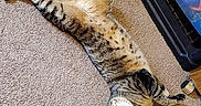 Toby joined the competition — help win amazing prizes! cat, tabby, indoor, carpet, stretching, relaxed, pet, animal, feline, fur, whiskers, collar, toy_container, floor, domestic, cute, playful, resting, striped, mammal