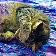 Toby joined the competition — help win amazing prizes! cat, tabby_cat, sleeping, paw, fur, striped, pet, animal, cozy, blanket, purple, blue, pattern, resting, cute, indoor, closeup, relaxed, whiskers, ears