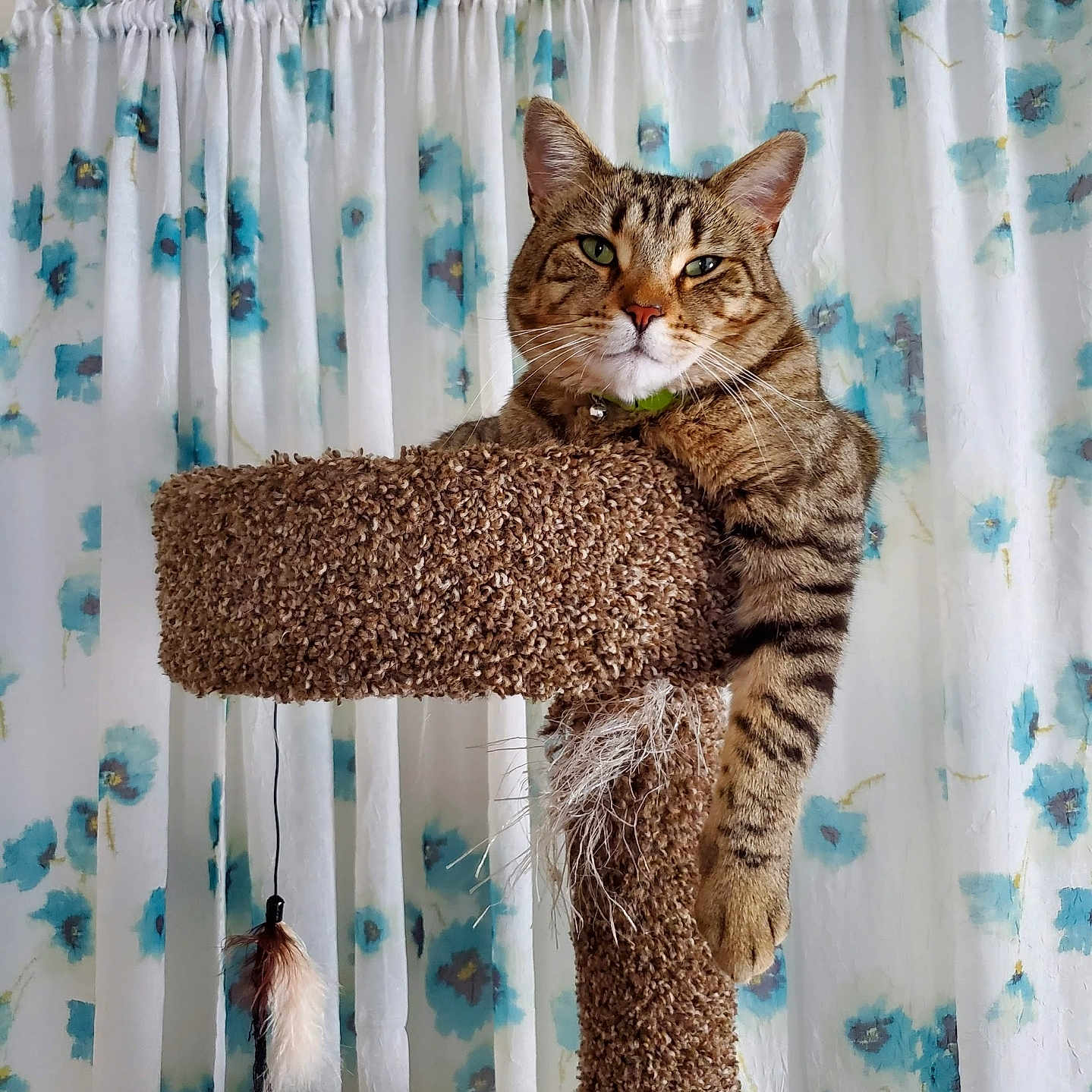 Toby is registered to the contest to win money with this photo: cat, tabby, cat_tree, carpeted, paw, curtains, blue_flowers, indoor, pet, feline, relaxed, brown, white, animal, portrait, domestic, fur, whiskers, green_eyes, hanging_toy
