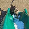 animal, backyard, cat, curious, feline, grass, green, outdoor, paws, pet, plastic, playground, shadow, slide, snow, sunny, tabby_cat, texture, whiskers, winter
