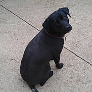 Sadie is registered to the contest to win money with this photo: dog, black_dog, pet, collar, sitting, looking_back, outdoor, concrete, driveway, animal, canine, sidewalk, vehicle_tire, domestic_animal, companion, friendly, cute, fur, tail, alert