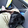 dog, black_dog, sleeping, car_interior, blanket, seat, door, window, sunlight, resting, cozy, pet, animal, fur, comfort, relaxation, travel, vehicle, nap, domestic_animal