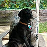 dog, black_dog, pet, collar, name_tag, outdoor, garden, chair, cushion, wooden_fence, greenery, grass, animal, sitting, attentive, daylight, canine, nature, domestic_animal, relaxed