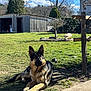 animal, cloud, daytime, dog, fence, german_shepherd, grass, leafless_tree, nature, outdoor, pet, pig, relaxing, rural, shadows, shed, sky, sunlight, tree, yard