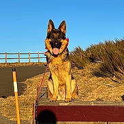 Zelko participe au concours pour gagner de l'argent avec cette photo : animal, black, brown, collar, daylight, dog, fence, german_shepherd, grass, happy, leash, nature, outdoor, path, pet, sitting, sky, stone, sunlight, tongue_out