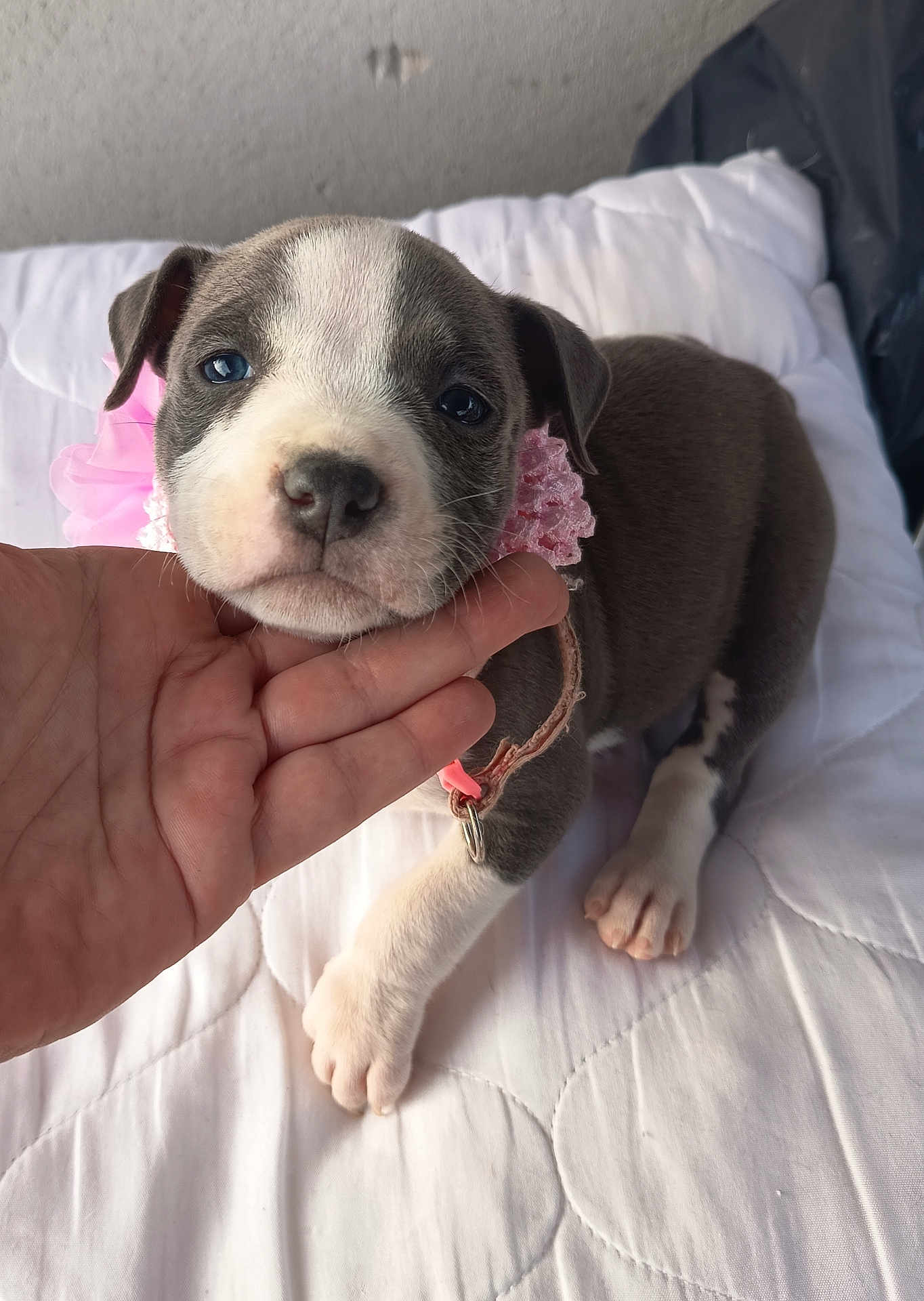 Abby participe au concours pour gagner de l'argent avec cette photo : puppy, dog, pet, cute, collar, hand, white_quilt, indoor, small, young, fur, paw, pink, adorable, animal, mammal, domestic, face, expression, resting