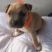 Alma a rejoint le concours — aidez-le/la à gagner de superbes lots ! puppy, dog, pet, cute, animal, orange_collar, white_bed, quilted_surface, fur, ears, nose, eyes, young_dog, indoor, sitting, portrait, close_up, adorable, domestic_animal, mammal