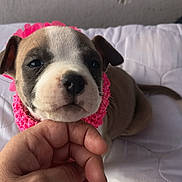 Angie a rejoint le concours — aidez-le/la à gagner de superbes lots ! puppy, dog, pet, cute, pink_collar, hand, bed, white_quilt, sleepy, young_dog, animal, domestic_animal, fur, canine, close_up, indoor, resting, adorable, small, mammal