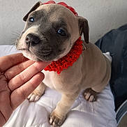 Ariel a rejoint le concours — aidez-le/la à gagner de superbes lots ! puppy, dog, cute, pet, red_collar, headband, hand, white_quilt, indoor, close_up, animal, canine, fur, ears, nose, paws, young, adorable, friendly, looking_up