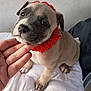 puppy, dog, cute, pet, red_collar, headband, hand, white_quilt, indoor, close_up, animal, canine, fur, ears, nose, paws, young, adorable, friendly, looking_up