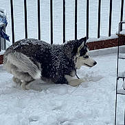 Bluey joined the competition — help win amazing prizes! dog, husky, snow, outdoor, playful, winter, balcony, snowfall, animal, pet, fur, cold, canine, black_and_white, paw, crouching, fence, daytime, nature, weather