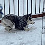 dog, husky, snow, outdoor, playful, winter, balcony, snowfall, animal, pet, fur, cold, canine, black_and_white, paw, crouching, fence, daytime, nature, weather