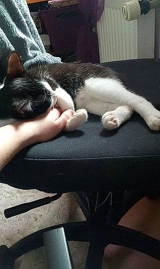 Miya participe au concours pour gagner de l'argent avec cette photo : auto_part, carnivore, cat, cloud, comfort, companion_dog, felidae, finger, gesture, hand, human_leg, lap, mammal, nail, small_to_medium_sized_cats, snout, tail, thigh, vertebrate, whiskers