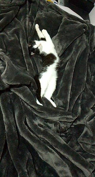 Miya participe au concours pour gagner de l'argent avec cette photo : brown, cat, comfort, felidae, fur, grey, linens, pattern, sleeve, small_to_medium_sized_cats, tail, terrestrial_animal, tints_and_shades, whiskers, wood