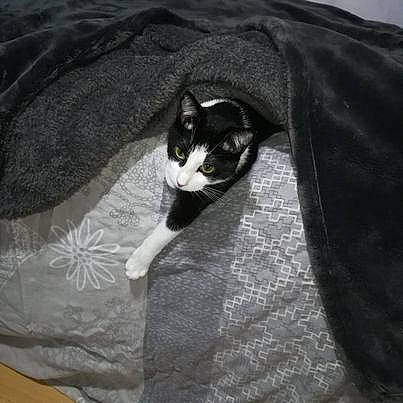 Miya participe au concours pour gagner de l'argent avec cette photo : bedding, black_cat, carnivore, cat, comfort, darkness, domestic_short_haired_cat, felidae, formal_wear, fur, grey, human_leg, linens, monochrome_photography, pattern, sleeve, small_to_medium_sized_cats, snout, tail, whiskers