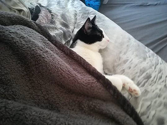 Miya a rejoint le concours — aidez-le/la à gagner de superbes lots ! bed, bedding, carnivore, cat, cloud, comfort, domestic_short_haired_cat, felidae, fur, grass, grey, human_leg, linens, paw, small_to_medium_sized_cats, snout, tail, textile, whiskers, wood